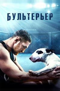 Бультерьер Бультерьер