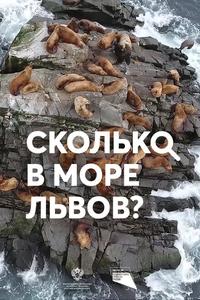 Сколько в море львов? Сколько в море львов?