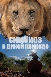 Симбиоз в дикой природе Симбиоз в дикой природе