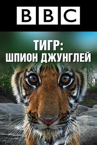 BBC: Тигр — Шпион джунглей BBC: Тигр — Шпион джунглей