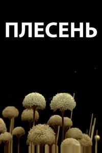 Плесень Плесень